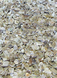 Oyster Grit