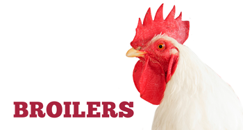 Broilers