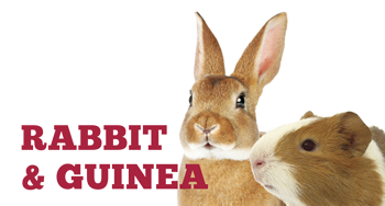 Rabbits & Guinea Pigs