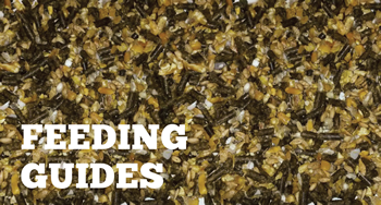 Feeding Guides